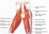 Як проявляється і як лікувати розтяг м'язів стегна?