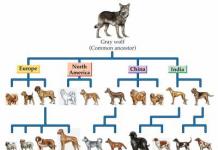 Історія походження собаки Від якої тварини походять собаки